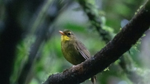 Long lost Madagascar songbird seen again in wild