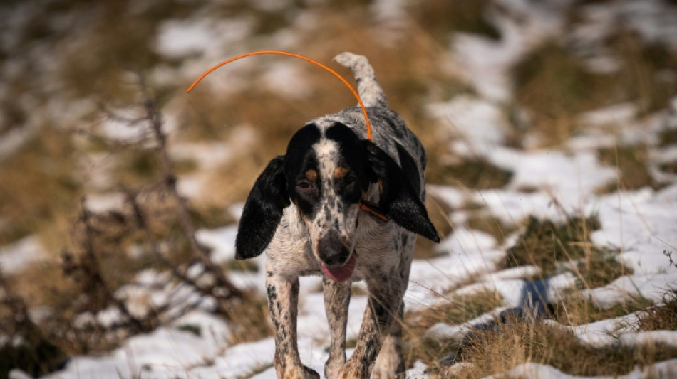 Rechtes statt linkes Bein von Hund operiert: Gericht sieht keinen Behandlungsfehler