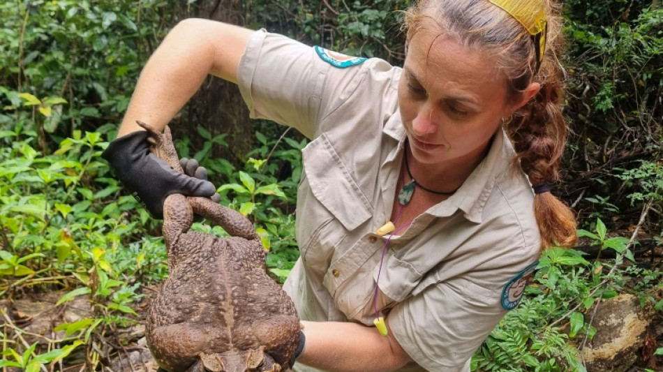 Australie: découverte d'un crapaud buffle géant de 2,7 kg