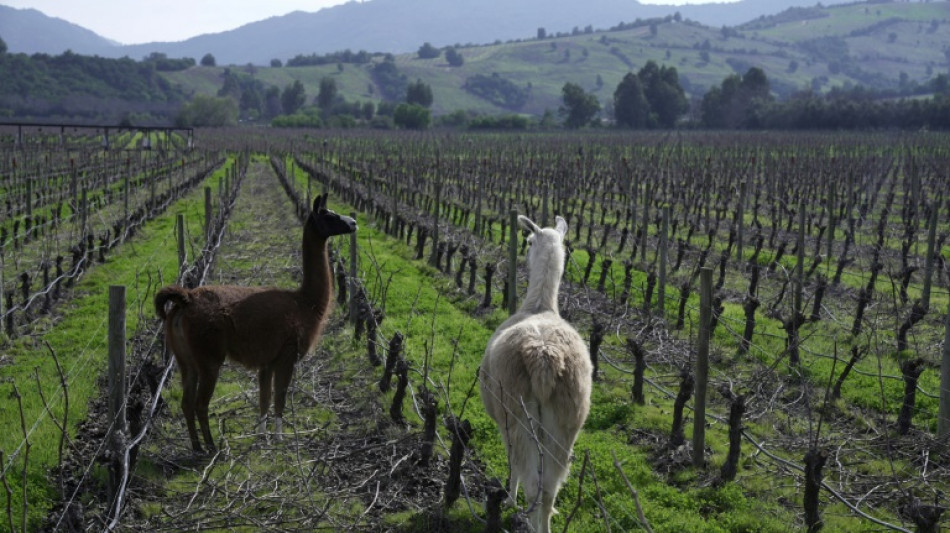 Vinicultores chilenos resgatam técnicas antigas para enfrentar mudanças climáticas