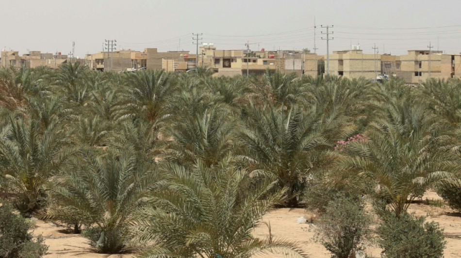 Irak: plantée contre la désertification, la ceinture verte de Kerbala fait grise mine