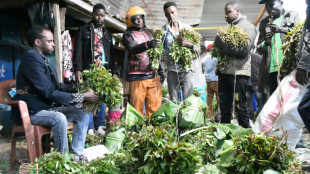 Kenya: les producteurs de khat guettent une reprise des exportations vers la Somalie