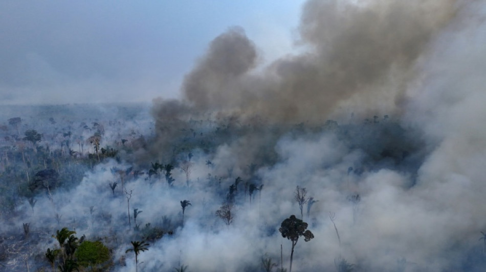 Brésil: la superficie végétale brûlée par les incendies a bondi de 79% en 2024