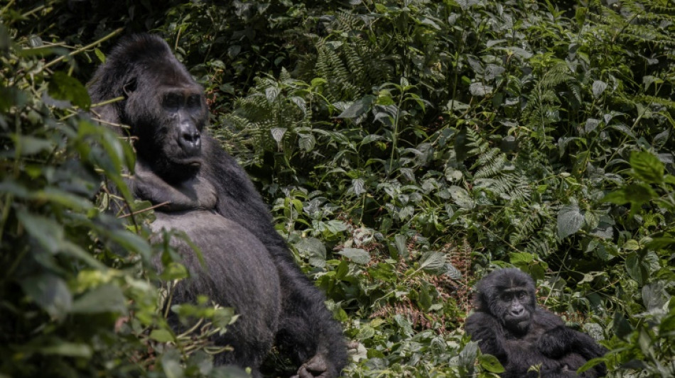 La comunidad internacional vuelve a la mesa de negociación sobre la biodiversidad