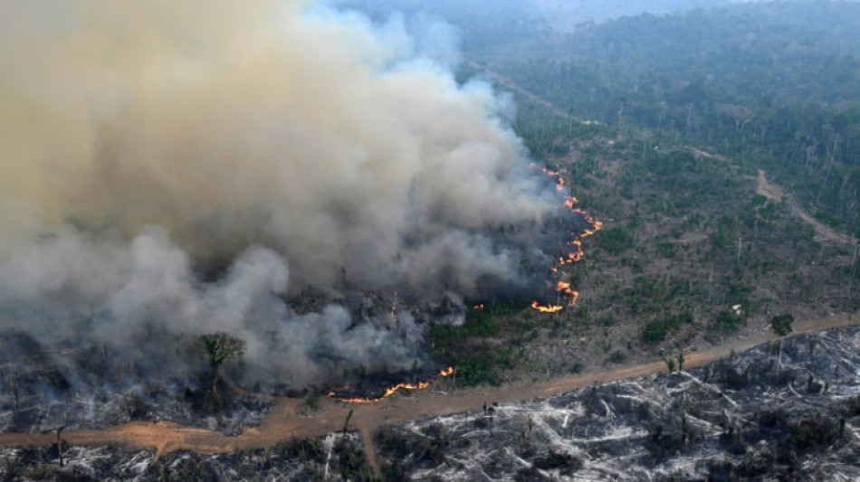 Studie: Amazonas-Regenwald um die Größe Deutschlands und Frankreichs geschrumpft