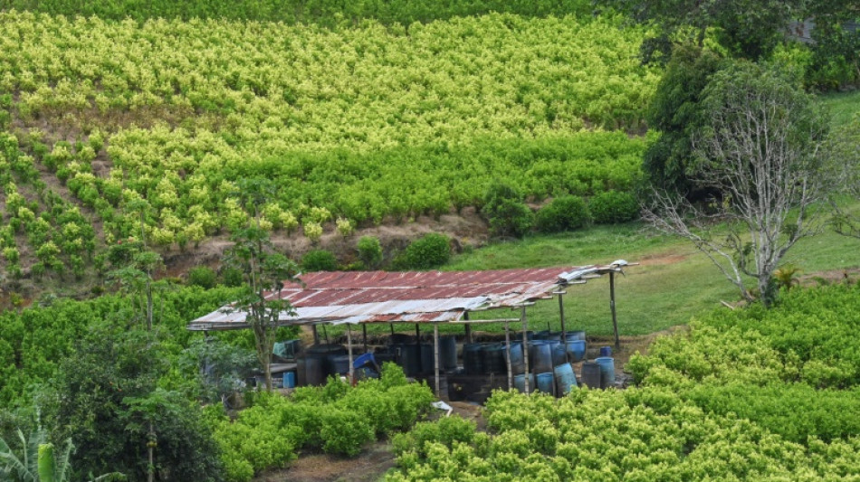 Colombia inicia una "ofensiva diplomática" para no perder la certificación antidrogas de EEUU