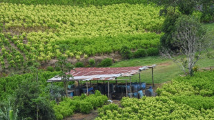 Colombia inicia una "ofensiva diplomática" para no perder la certificación antidrogas de EEUU