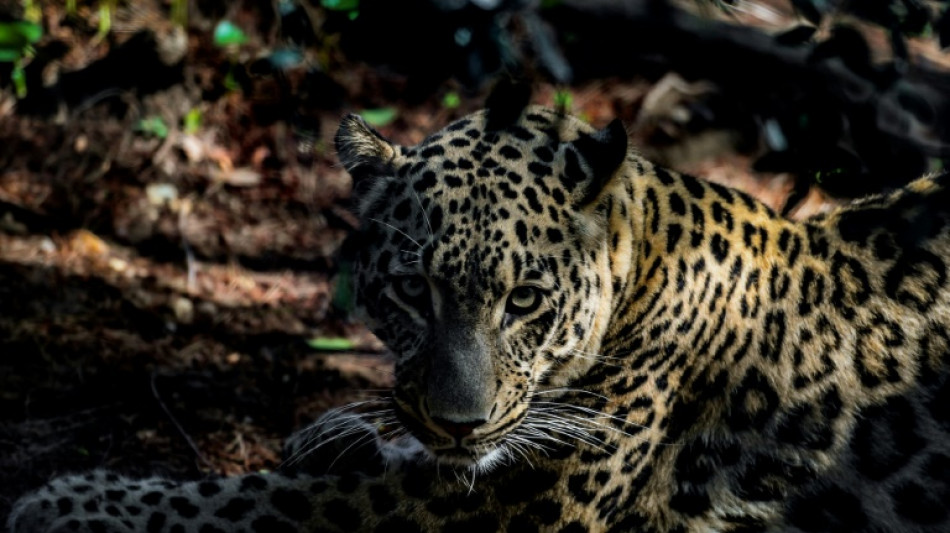 Avistan un leopardo persa, en peligro de extinción, en Kazajistán