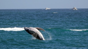 Studie: Grauwale im Pazifik werden kleiner