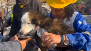 Rescatan a perro en Turquía tres semanas después de terremoto