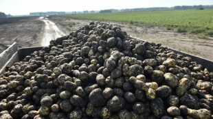 Erzeugerpreise für landwirtschaftliche Produkte sinken weiter