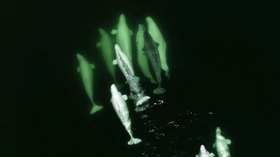 Narwhals' climate-vulnerable winter feeding crucial for survival: study