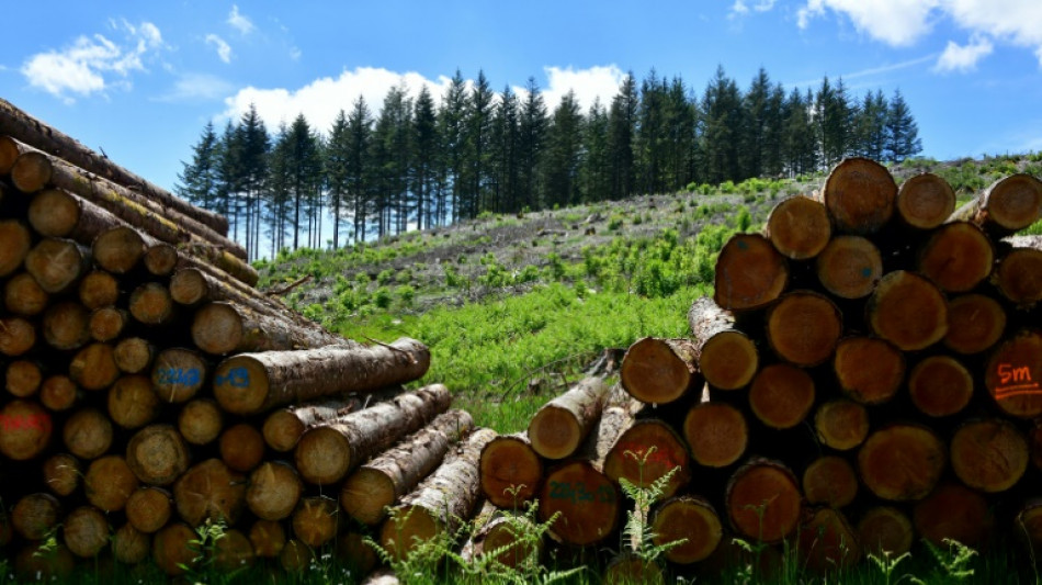 Sur le plateau de Millevaches, l'âpre bataille de la forêt