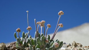 EEUU autoriza mina de litio en la tierra de una flor única en el mundo