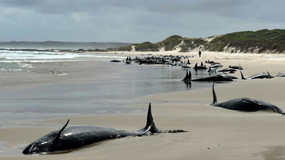 Australie: un banc de 157 dauphins s'échoue sur une plage de Tasmanie