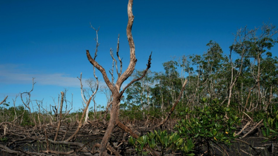 La mitad de los ecosistemas de manglares están en riesgo, según un estudio