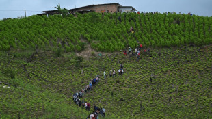 El cañón de la coca, talón de Aquiles del proyecto de paz en Colombia