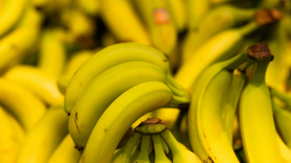 Les producteurs de bananes antillais alertent sur une "crise existentielle" de la filière