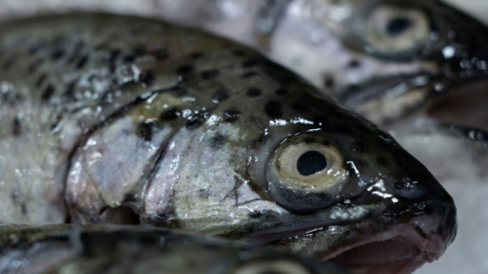 Pêche: alerte sur le renouvellement des populations de poissons