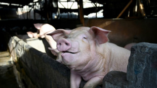 Protect the prosciutto: Italy battles swine fever