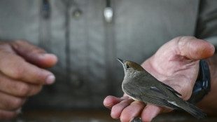 On remote Greek island, migratory birds offer climate clues