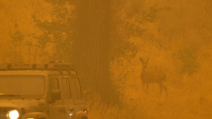 Vor Tagen ausgebrochenes Feuer bereits größter Waldbrand Kaliforniens der Saison