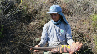 Científicos hallan por primera vez crías de iguana rosada en Galápagos