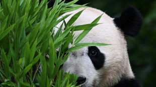 Pandas nacidos en el exterior ayudan a China a recuperar población silvestre