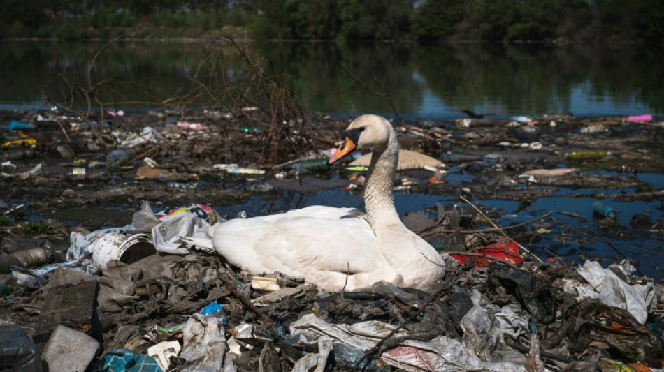 Cómo los animales se adaptan al plástico