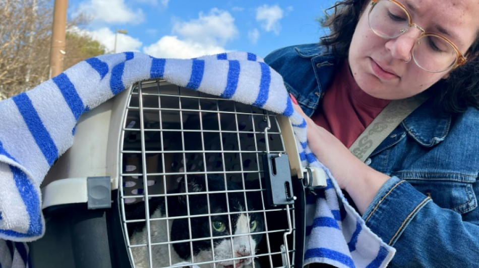 El feliz reencuentro entre mascotas y sus dueños tras los incendios de Los Ángeles