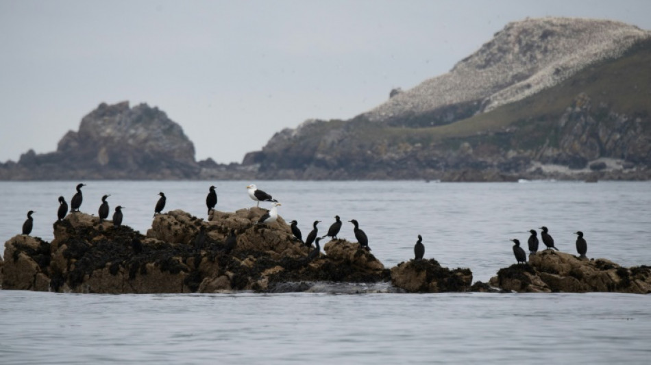 Côtes d'Armor: la superficie de la réserve des Sept-Iles considérablement augmentée