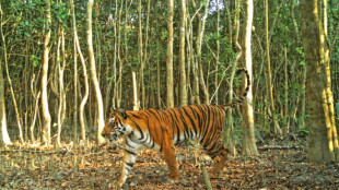 Bangladesh major hub for tiger poaching: study