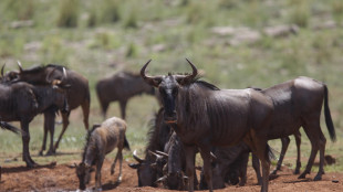 Africa, il Dna degli gnu indebolito dalle mancate migrazioni